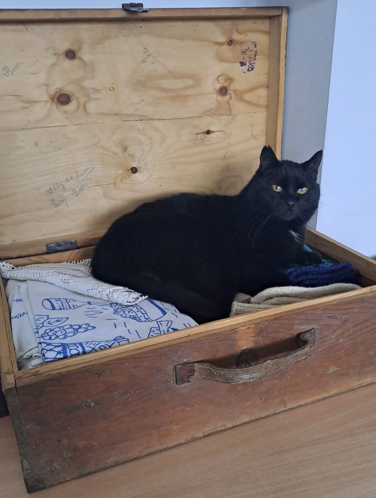 Dundagas bibliotēkas kaķenīte Poga ļoti iemīļojusi koferi, kurš pieredzējis izsūtījumu Sibīrijā